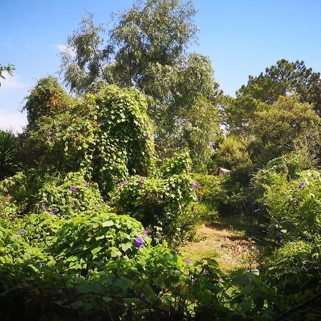 Villa Griseor Πόρτο Βέκιο Εξωτερικό φωτογραφία