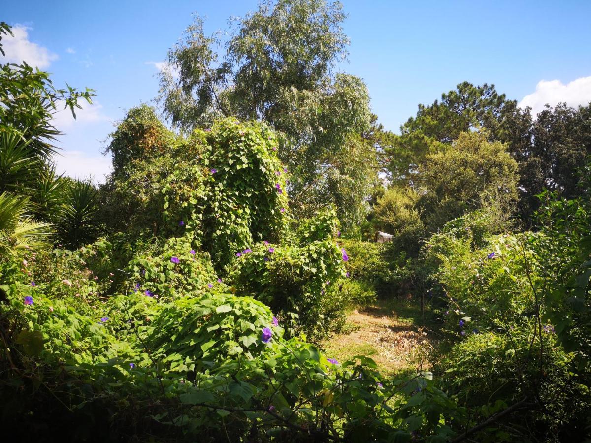 Villa Griseor Πόρτο Βέκιο Εξωτερικό φωτογραφία
